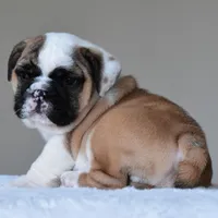 Bubba, a male English Bulldog for sale in Dallas, TX – Photo 3 of 10