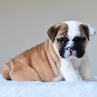 Bubba, a male English Bulldog for sale in Dallas, TX – Photo 9 of 10