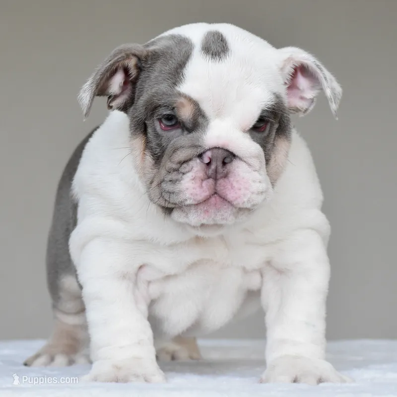 Nala – English Bulldog puppy for sale in Dallas, TX