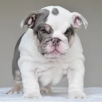 Nala, a female English Bulldog for sale in Dallas, TX – 1 of 8
