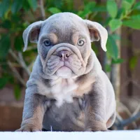 Enzo, a male English Bulldog for sale in Dallas, TX – 6 of 10