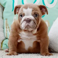 Maple, a female English Bulldog for sale in Dallas, TX – 2 of 8