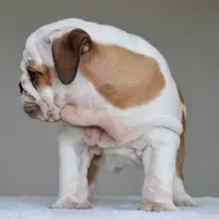 Stella, a female English Bulldog for sale in Dallas, TX – 2 of 10