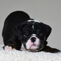 Capri, a female English Bulldog for sale in Dallas, TX – 4 of 10