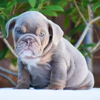Enzo, a male English Bulldog for sale in Dallas, TX – 2 of 10