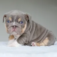 processed/95e95aaf-8b58-4c97-82ba-b4eff54bd093/listing/8ca103b4-163c-40da-b87d-03065e1923e8/5bed287c-6850-474b-9a90-552e4464b86a