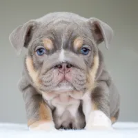 processed/95e95aaf-8b58-4c97-82ba-b4eff54bd093/listing/8ca103b4-163c-40da-b87d-03065e1923e8/7ebeb34e-7fdd-4095-b110-c13f9e0411a0