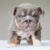 processed/95e95aaf-8b58-4c97-82ba-b4eff54bd093/listing/8ca103b4-163c-40da-b87d-03065e1923e8/824f63c3-882b-448a-90b8-5ec02f0ecd6e