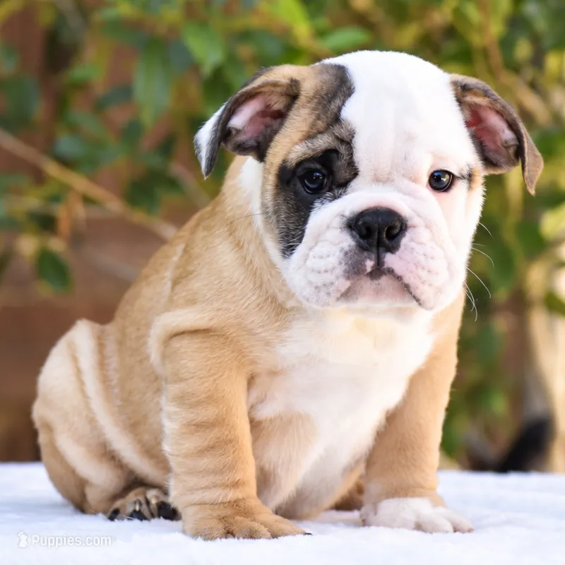 Cosmo – English Bulldog puppy for sale in Dallas, TX