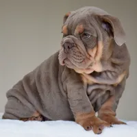 Enzo, a male English Bulldog for sale in Dallas, TX – 5 of 8