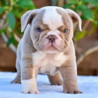 ROYCE, a male English Bulldog for sale in Dallas, TX – 4 of 10