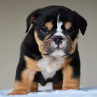Romy, a female English Bulldog for sale in Dallas, TX – 6 of 10