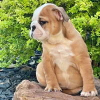 BELLA, a male English Bulldog for sale in Dallas, TX – 3 of 6
