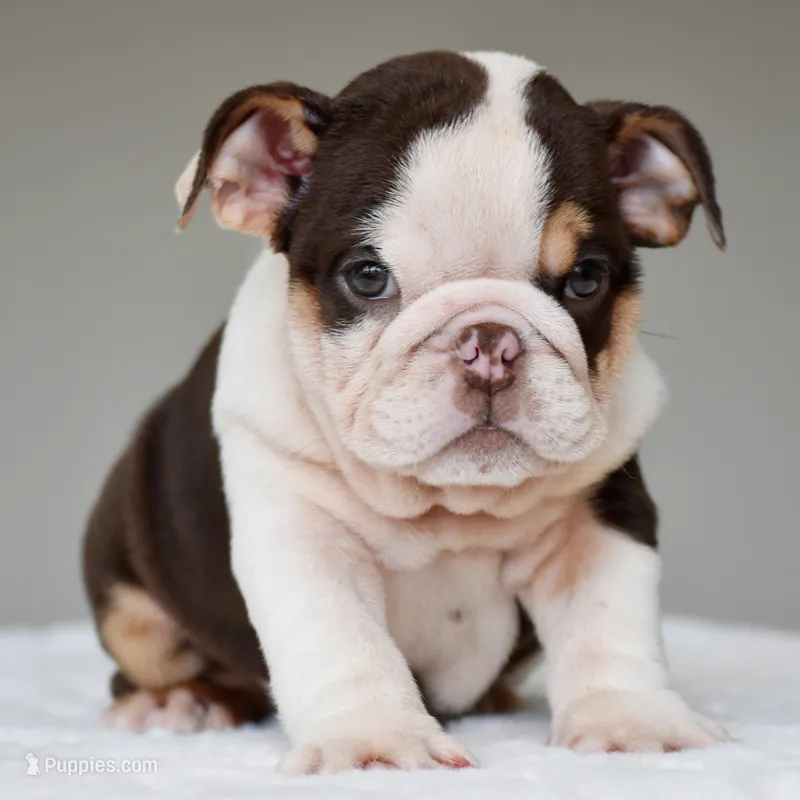 Kisses – English Bulldog puppy for sale in Dallas, TX