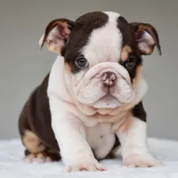 Kisses, a male English Bulldog for sale in Dallas, TX – 1 of 10