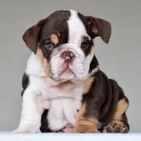 Jace, a male English Bulldog for sale in Dallas, TX – 3 of 10