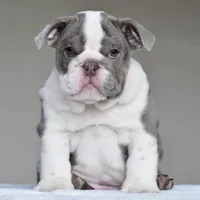 Oniy, a male English Bulldog for sale in Dallas, TX – 9 of 10