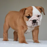 Dakota, a female English Bulldog for sale in Dallas, TX – 6 of 9