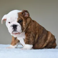 Bruno, a male English Bulldog for sale in Dallas, TX – Photo 2 of 10