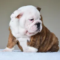 Bruno, a male English Bulldog for sale in Dallas, TX – Photo 5 of 10