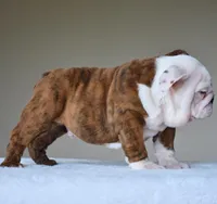 Bruno, a male English Bulldog for sale in Dallas, TX – Photo 10 of 10