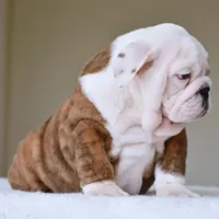 Bruno, a male English Bulldog for sale in Dallas, TX – Photo 3 of 10