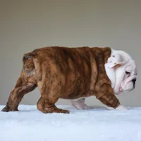 Bruno, a male English Bulldog for sale in Dallas, TX – Photo 8 of 10