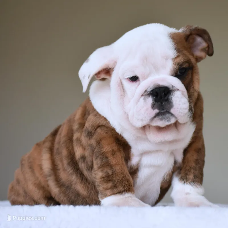 Bruno – English Bulldog puppy for sale in Dallas, TX