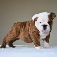 Bruno, a male English Bulldog for sale in Dallas, TX – Photo 7 of 10