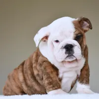 Bruno, a male English Bulldog for sale in Dallas, TX – Photo 6 of 10