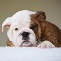 Bruno, a male English Bulldog for sale in Dallas, TX – Photo 9 of 10