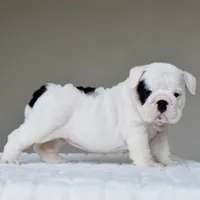 Polka, a female English Bulldog for sale in Dallas, TX – 2 of 9