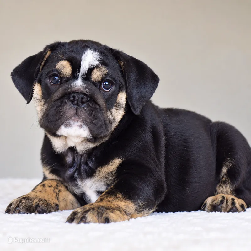 Zion – English Bulldog puppy for sale in Dallas, TX