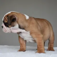 Henry, a male English Bulldog for sale in Dallas, TX – 7 of 9