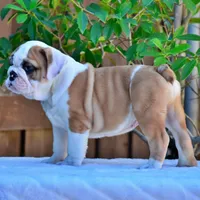 Nacho, a male English Bulldog for sale in Dallas, TX – 4 of 7