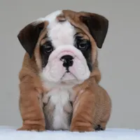 Bubba, a male English Bulldog for sale in Dallas, TX – 9 of 10