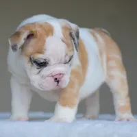 Mila, a female English Bulldog for sale in Dallas, TX – 5 of 9