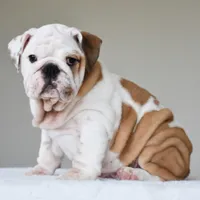 Stella, a female English Bulldog for sale in Dallas, TX – 6 of 10