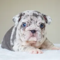 processed/95e95aaf-8b58-4c97-82ba-b4eff54bd093/listing/94bdb505-fbbc-435e-a566-11d5ab083923/5823f4ca-0628-4265-8217-359a0add37ca