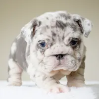 processed/95e95aaf-8b58-4c97-82ba-b4eff54bd093/listing/94bdb505-fbbc-435e-a566-11d5ab083923/8df5ec29-9aa7-4080-bb51-128640d798a8