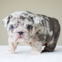 processed/95e95aaf-8b58-4c97-82ba-b4eff54bd093/listing/94bdb505-fbbc-435e-a566-11d5ab083923/f5bc9a4a-55dc-47bd-be54-a9b9e6306d48