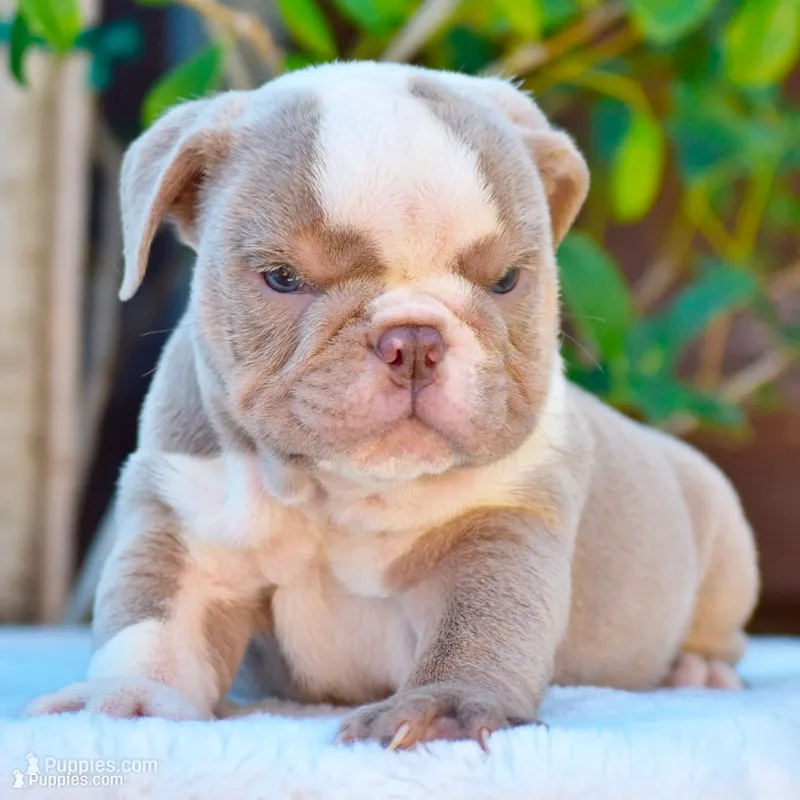 ROYCE, a male English Bulldog for sale in Dallas, TX – 1 of 10