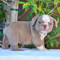 ROYCE, a male English Bulldog for sale in Dallas, TX – 3 of 10