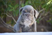 Enzo, a male English Bulldog for sale in Dallas, TX – 10 of 10