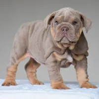 Cora, a female English Bulldog for sale in Dallas, TX – 5 of 10
