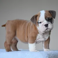 MIMI, a female English Bulldog for sale in Dallas, TX – 2 of 10