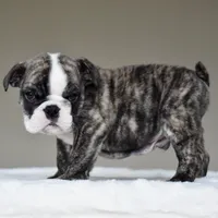 Nilo, a male English Bulldog for sale in Dallas, TX – 2 of 6
