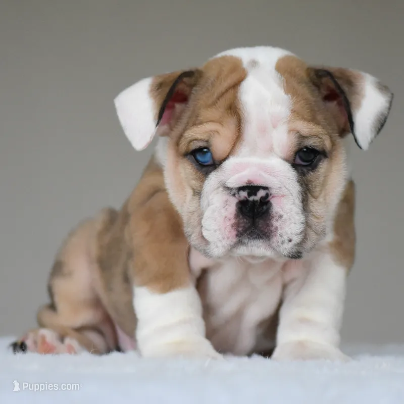 Vienna – English Bulldog puppy for sale in Dallas, TX
