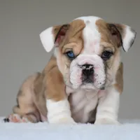 Vienna, a female English Bulldog for sale in Dallas, TX – 1 of 10