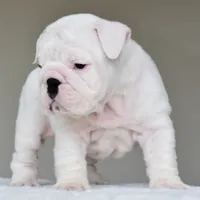 Polka, a female English Bulldog for sale in Dallas, TX – 7 of 9